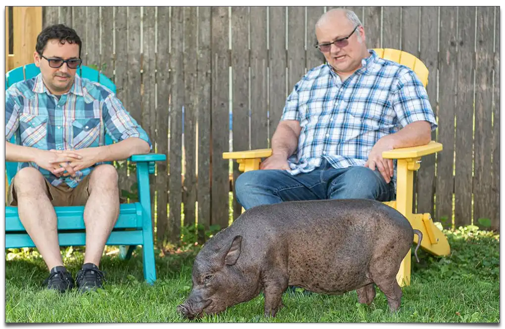 najstarsza świnia na świecie