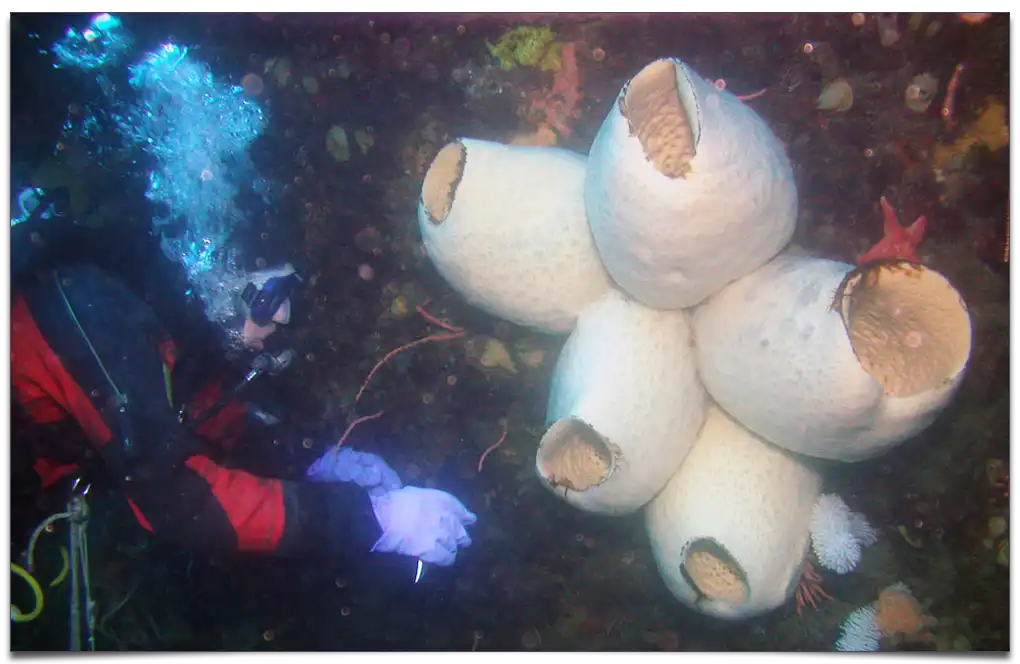 najdłużej żyjąca gąbka