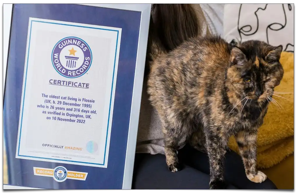 najstarszy kot