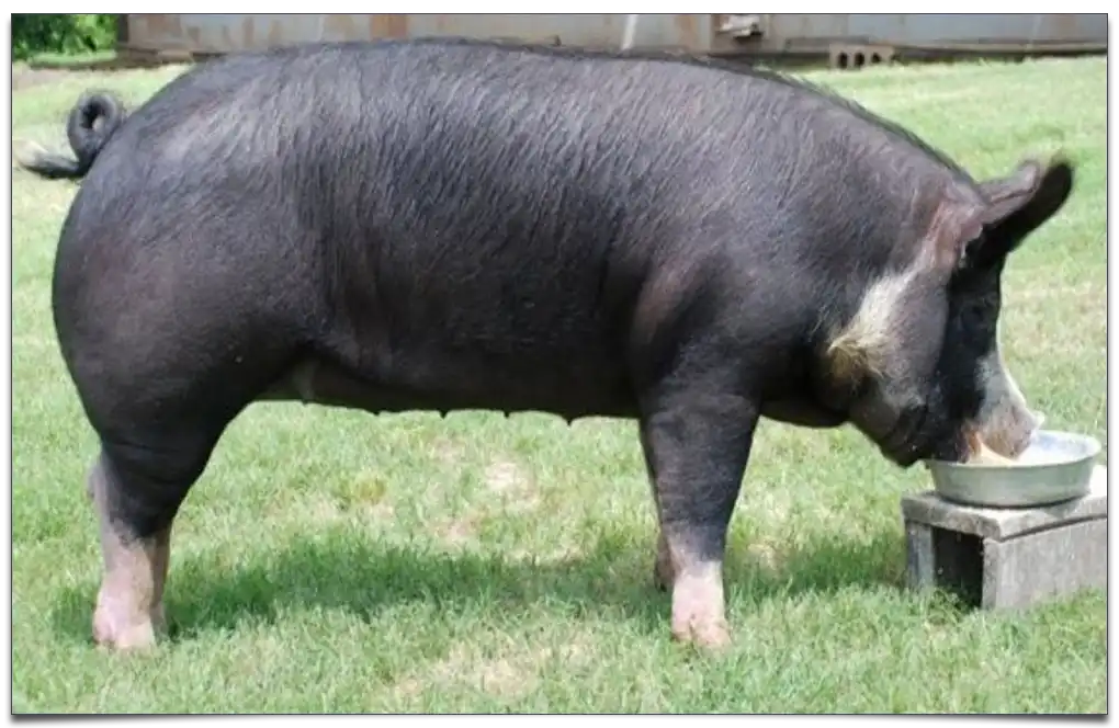 świnia rasy Poland China