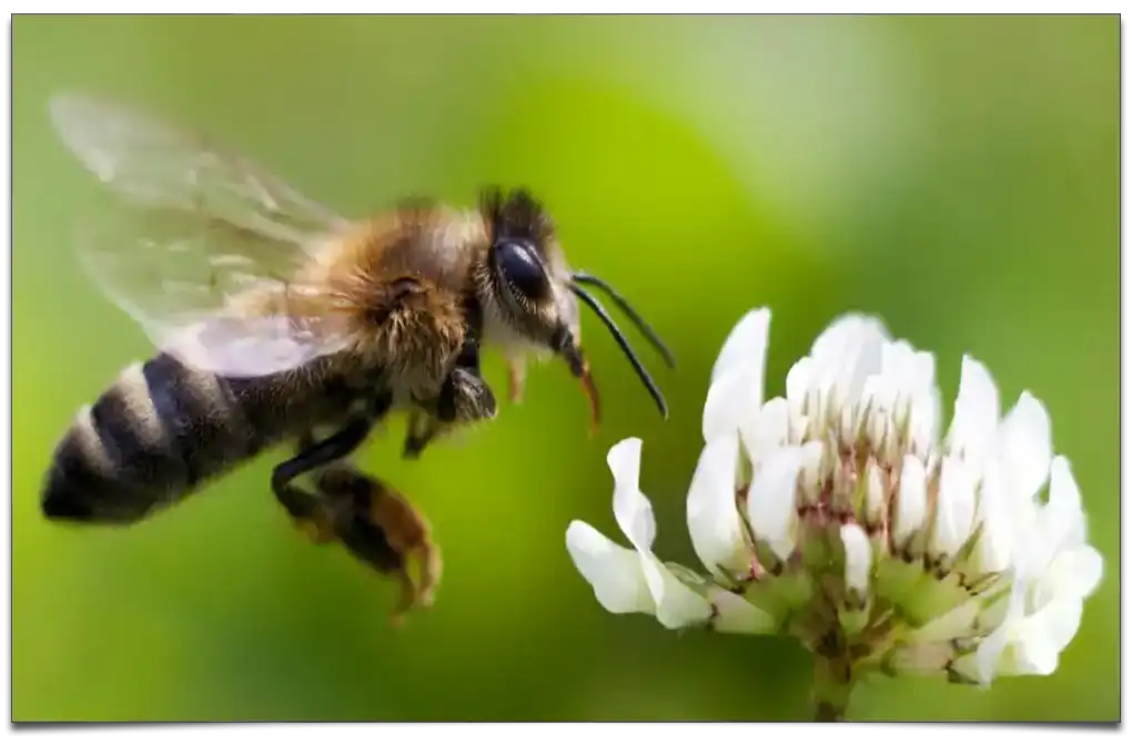 najważniejsze owady na Ziemi