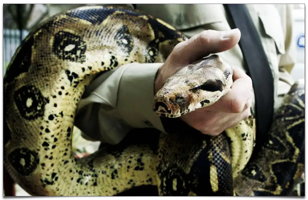 najdłuższy gatunek węża na świecie