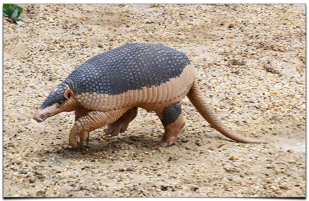 Największy pancernik na świecie