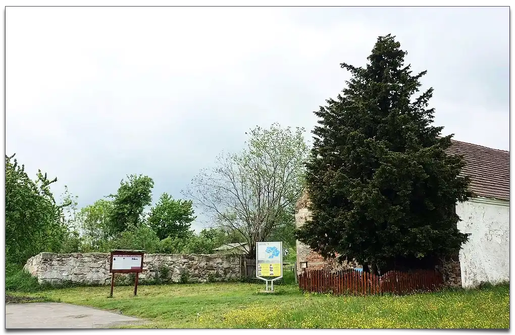 Najstarsze drzewo w Polsce