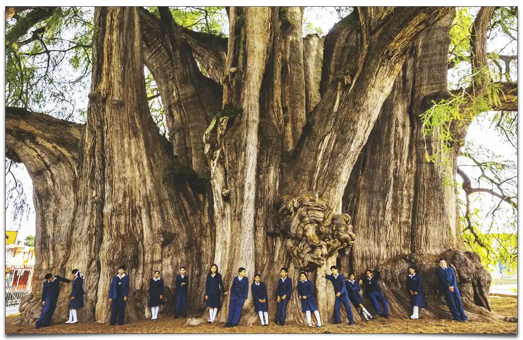 Największy obwód pnia